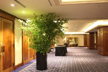 バーガンディーカラー