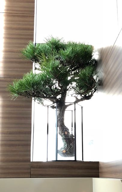 バーガンディーカラー