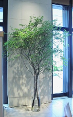 枝ものの生け込みの見本