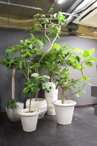 同系統のイメージを保ちつつ多様な植栽を混在させる事でサイズのリズムと色彩の濃淡を感じ自然である植物を身近に楽しめるコーディネート