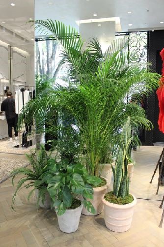 ヤシやイモ科の植物,潤い感の強いシダ系の鉢植え