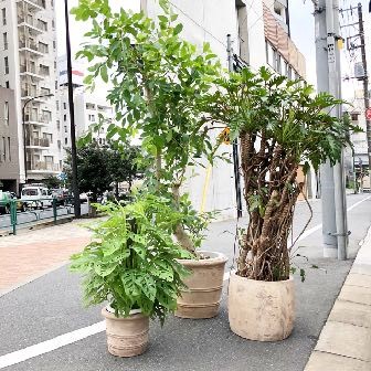 少しシャビーで風合いのある素焼き鉢。アマゾンオリーブ,マドカズラ,鉢カバーのコーディネート