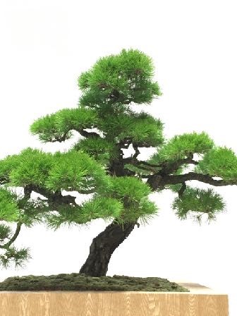 松の盆栽仕立て