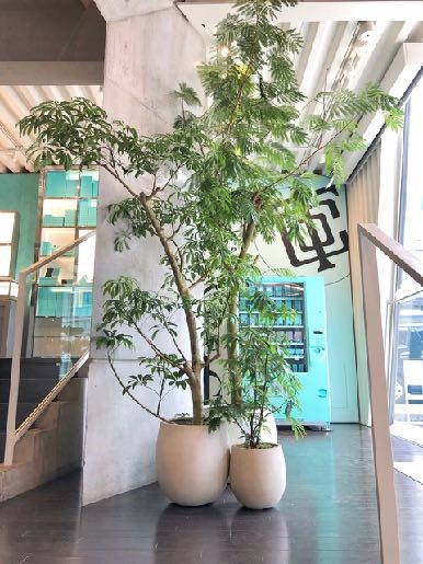 ナチュラルに空間に溶け込んでいきます