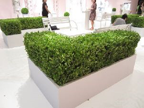 ボックスウッド