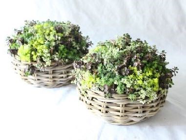 多肉植物 &セダム