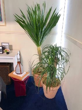 ドラセナ(ドラコ)、ノリナ