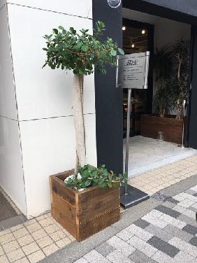 パンダガジュマル