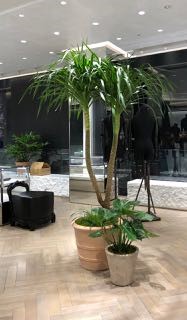 ドラセナ(ドラコ)、モンステラ