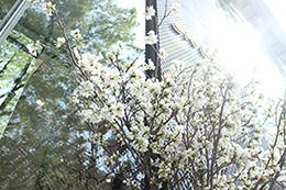 サムネイル　ライフデコイベントワークス108－表参道の花屋 LIFEDECO flower works